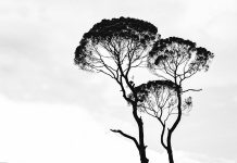 My Brother’s Sister – Itto & Mekiya Outini