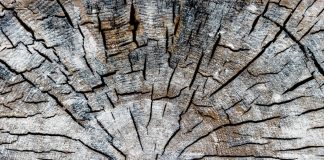 Who Killed Edgar Allan Poe – By Vlado Janevski