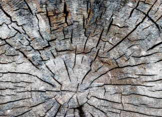 Who Killed Edgar Allan Poe – By Vlado Janevski