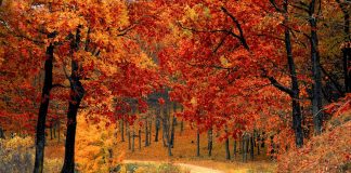 Poems by Mohanarangam N