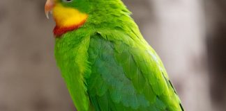 Kesha – By Yurii Tokar