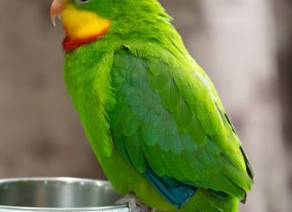 Kesha – By Yurii Tokar