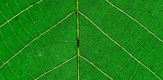 Three Poems by Siddh Dutta