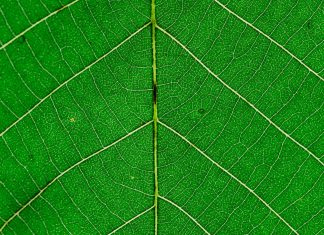 Three Poems by Siddh Dutta