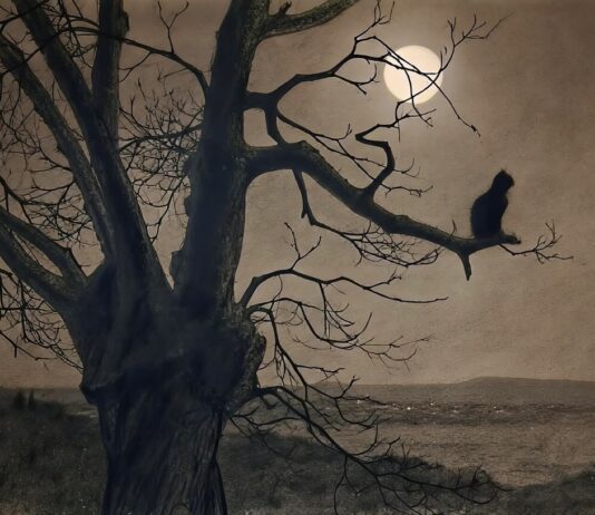 Two Cat Poems – By E. C. Traganas